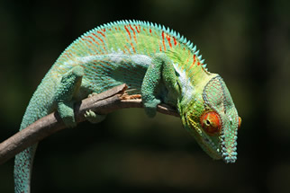panther chameleon