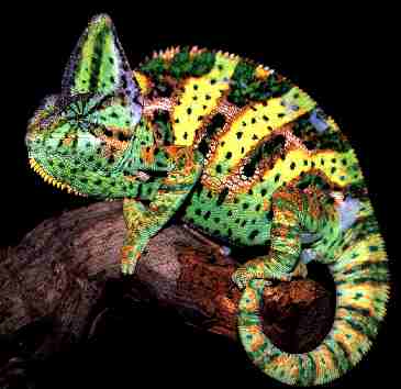 caring for chameleons